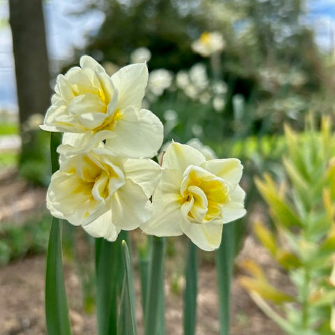 Three yellow daffodils in a garden setting with blurred background