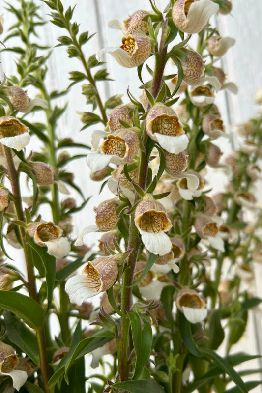 Romantic Cottage Garden Wedding Flowers: Creating Your Secret Garden Dream