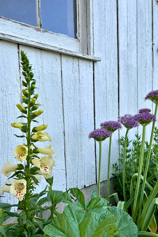 Tall stems of pale yellow flowers and purple flowers against a rustic white wood barn