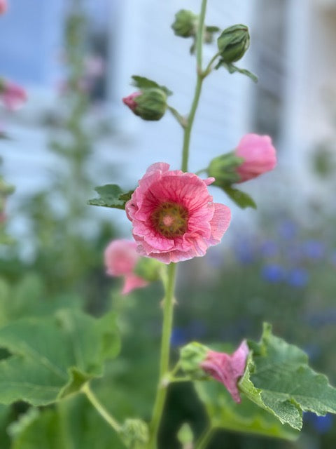 How to Create a Secret Garden