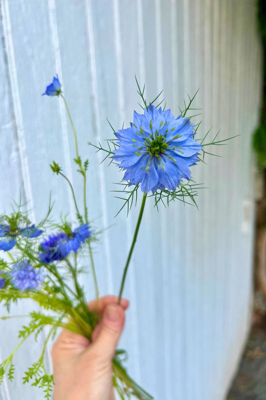Coming Soon: Blue and White Flowers for a Timeless Wedding