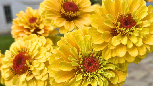 Queeny Lemon Peach zinnia flower against a blue background