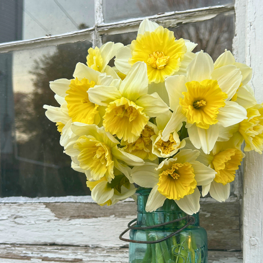 Daffodil and Narcissus Bulb Collection