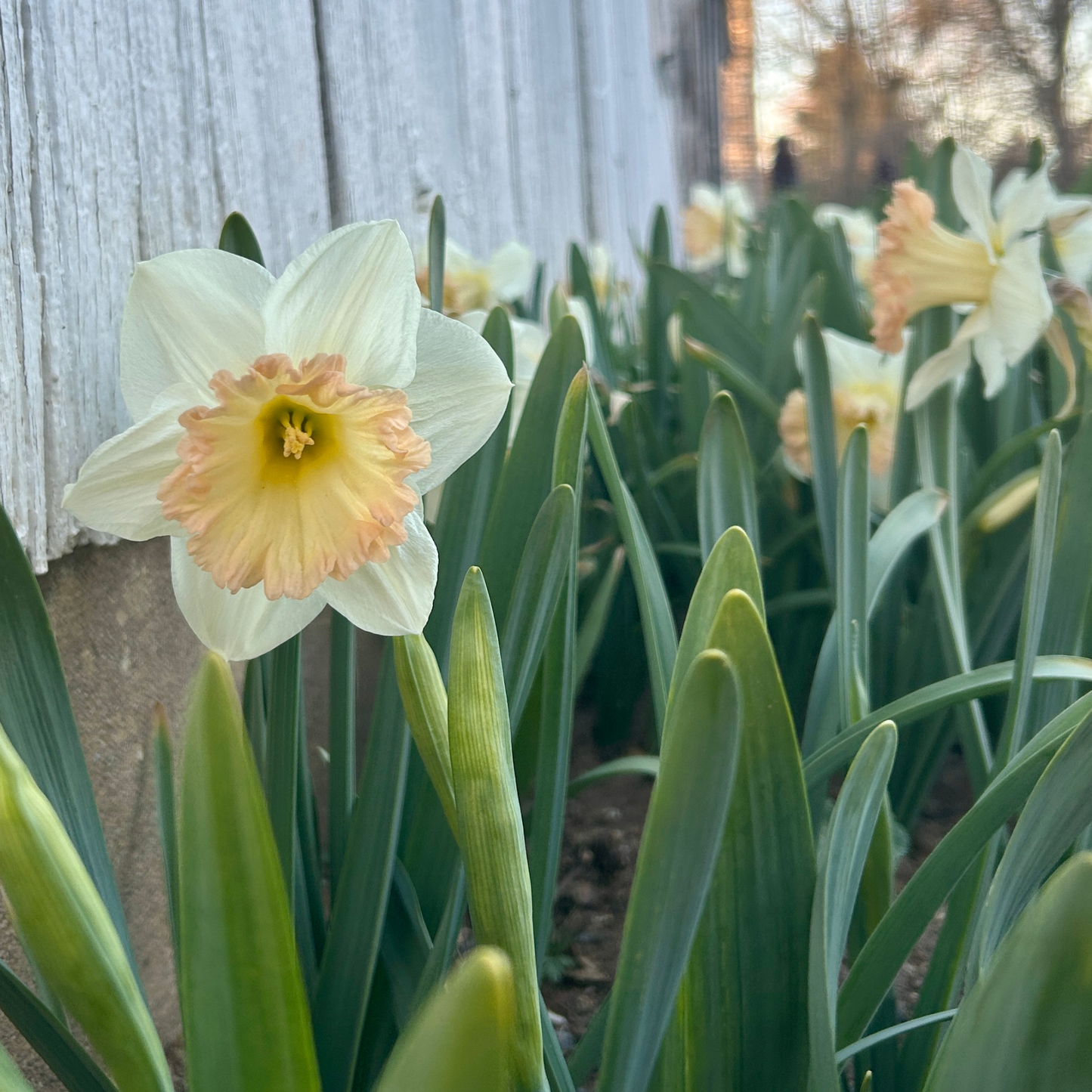Pink Daffodil 'British Gamble'