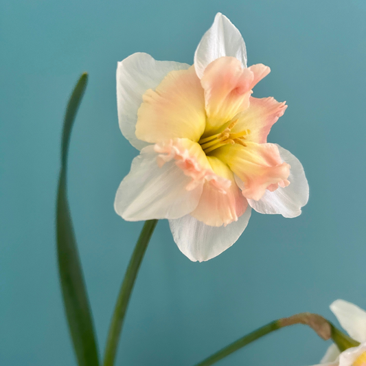 Pink Daffodil 'Mallee'