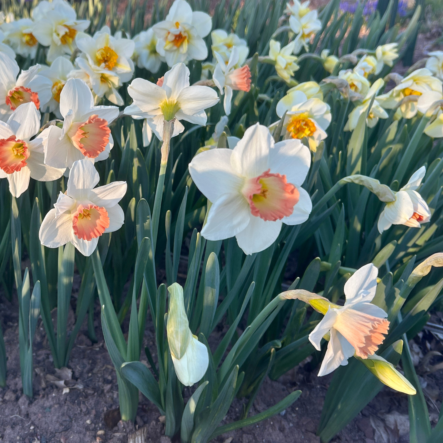 Daffodil and Narcissus Bulb Collection