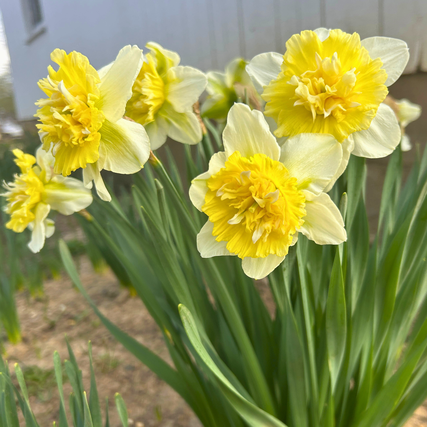 Daffodil and Narcissus Bulb Collection