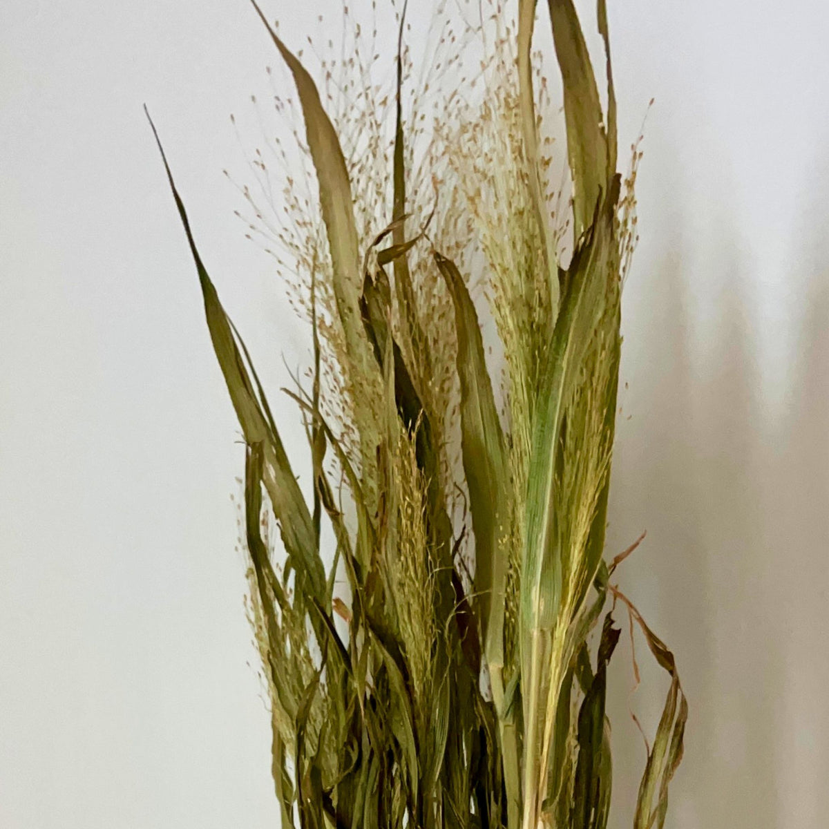 Dried Frosted Explosion Grass