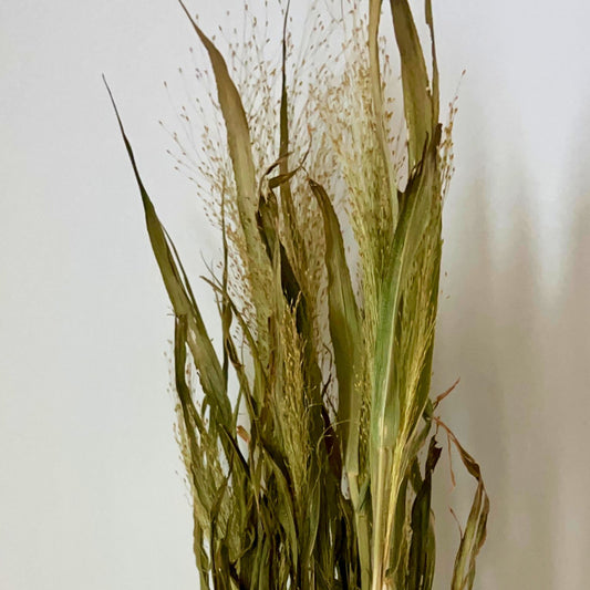 Dried Frosted Explosion Grass