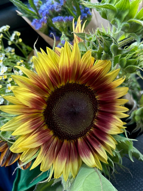 Bulk Sunflowers Bucket of Blooms