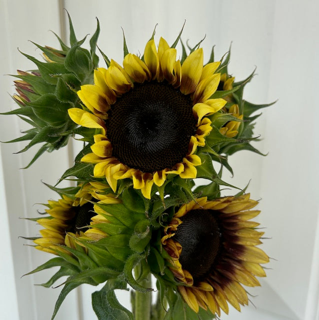 Bulk Sunflowers Bucket of Blooms