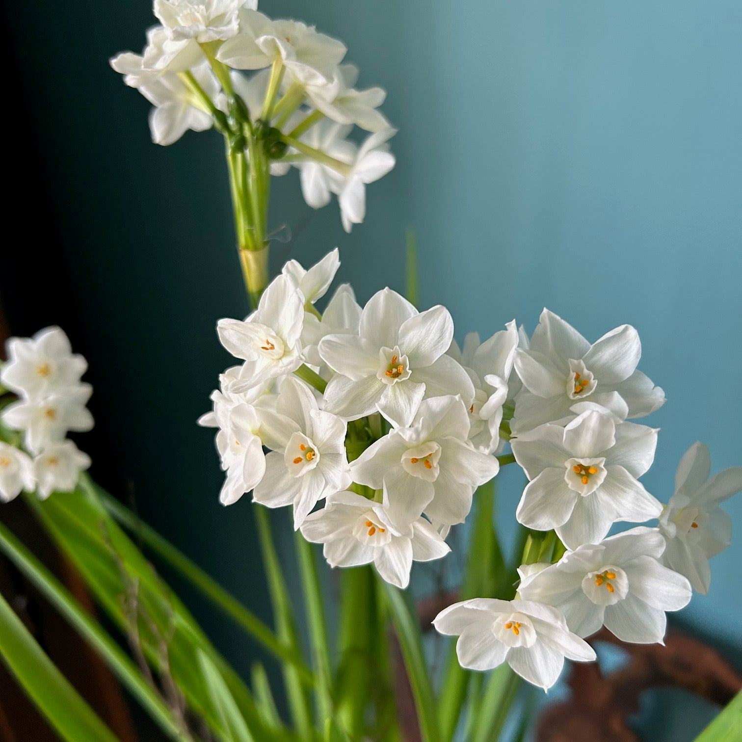 Close-up of white flowers with a blurred natural background