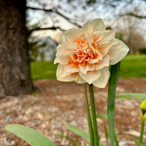 Light pink narcissus flower with green leaves against a blurred natural background