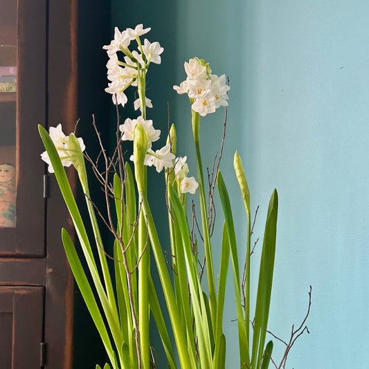 White flowers with green leaves against a blue wall