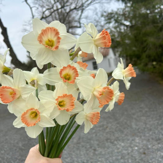 Pink Daffodil 'Pink Charm'