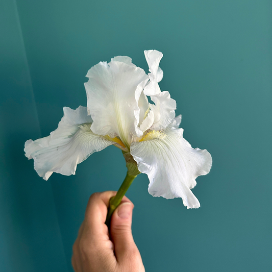 Iris germanica 'Immortality' Rhizome