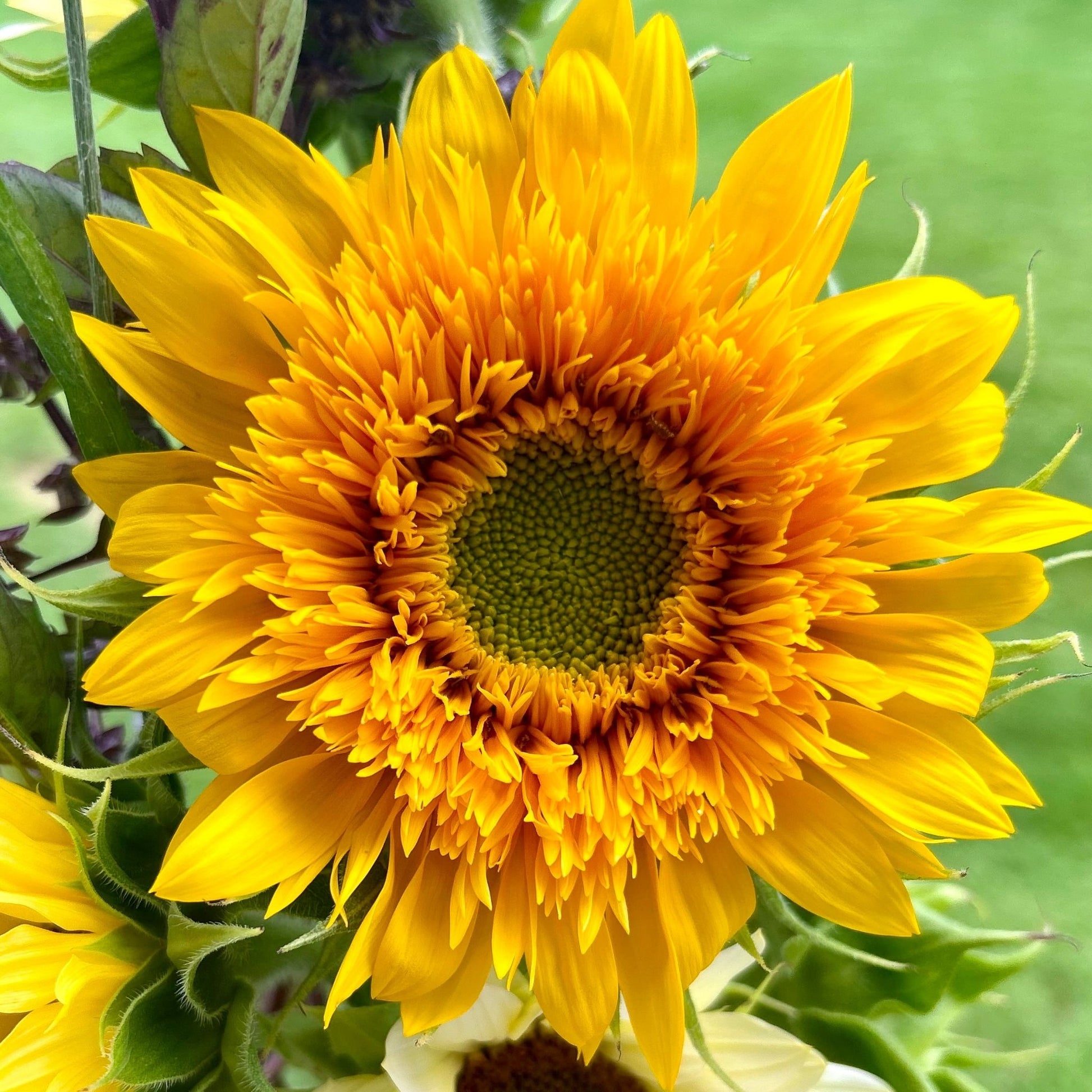 bulk sunflower planting seeds Bulk Sunflowers Bucket of Blooms – Lost Farm Company
