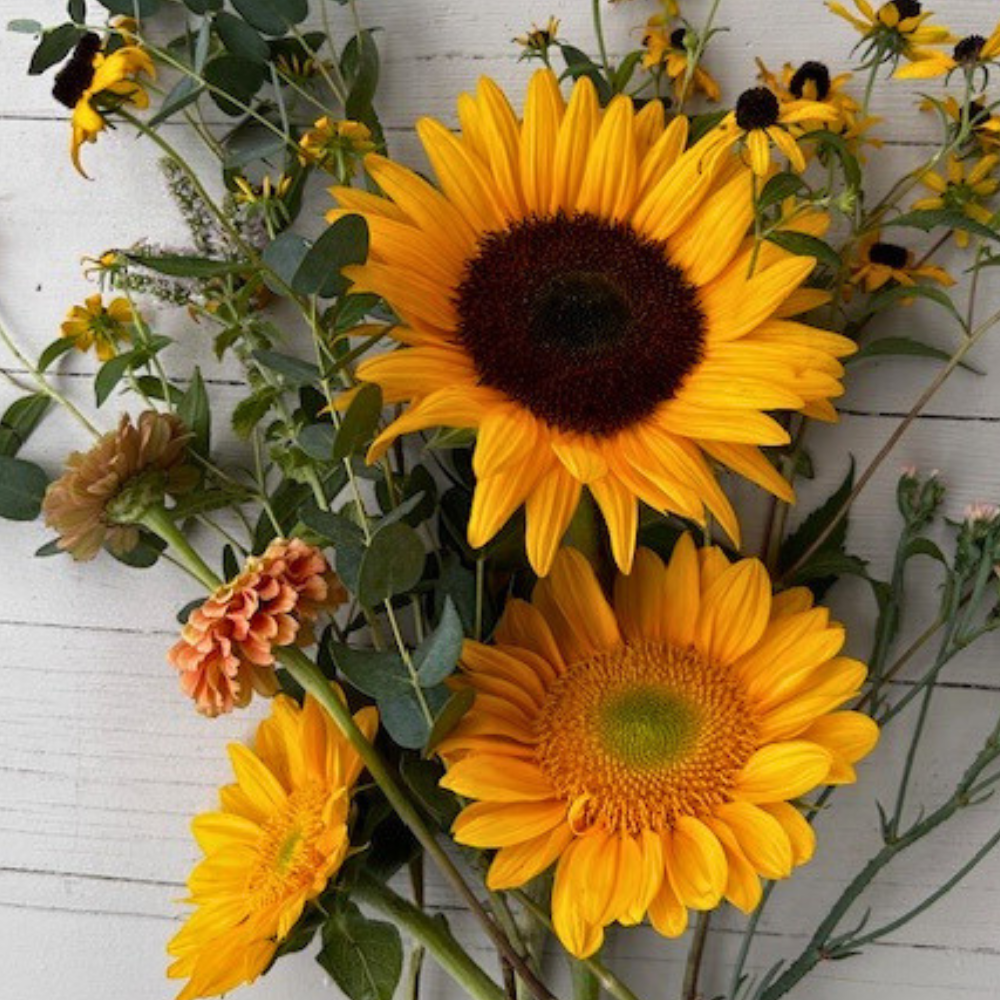 Bulk Sunflowers Bucket of Blooms